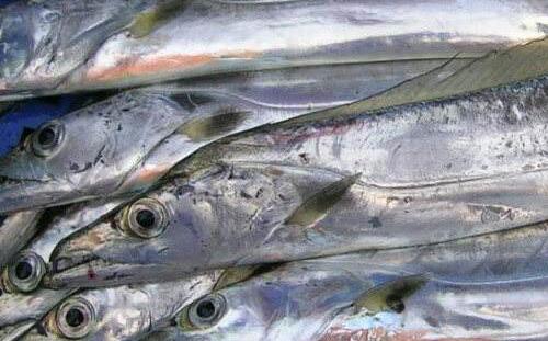 海鮮大禮包野生帶魚和養殖帶魚有區別嗎？